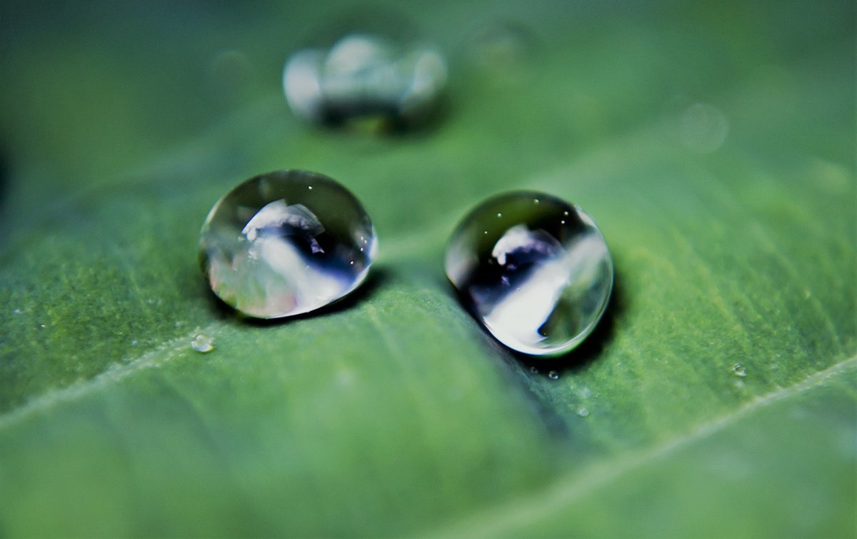 Масляные капли воды
