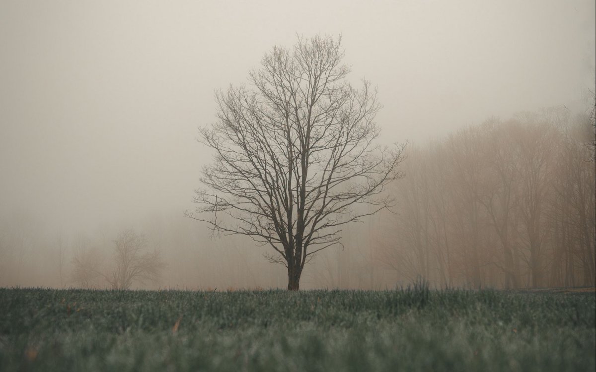 Сильный туман дерево