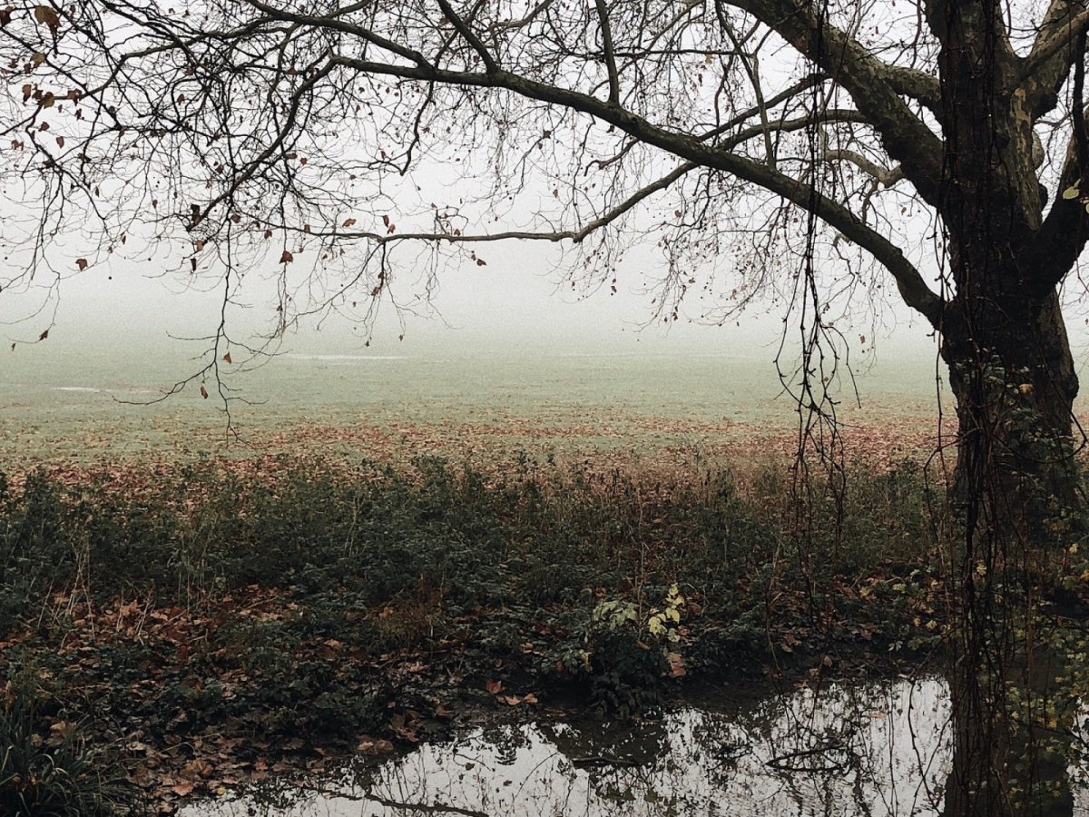 Осень дождь