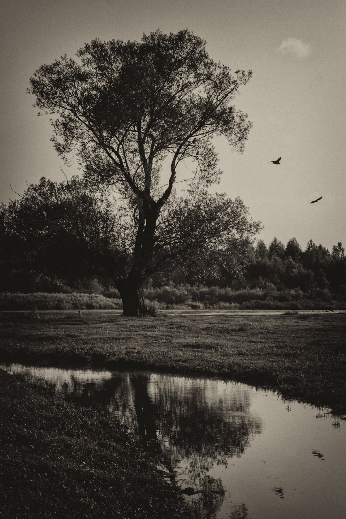 Меланхолия Тарковский