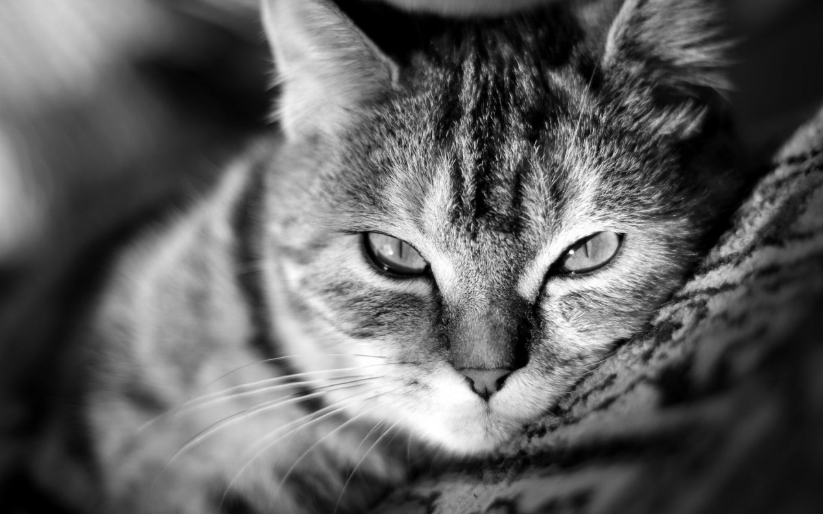 Грустная собака