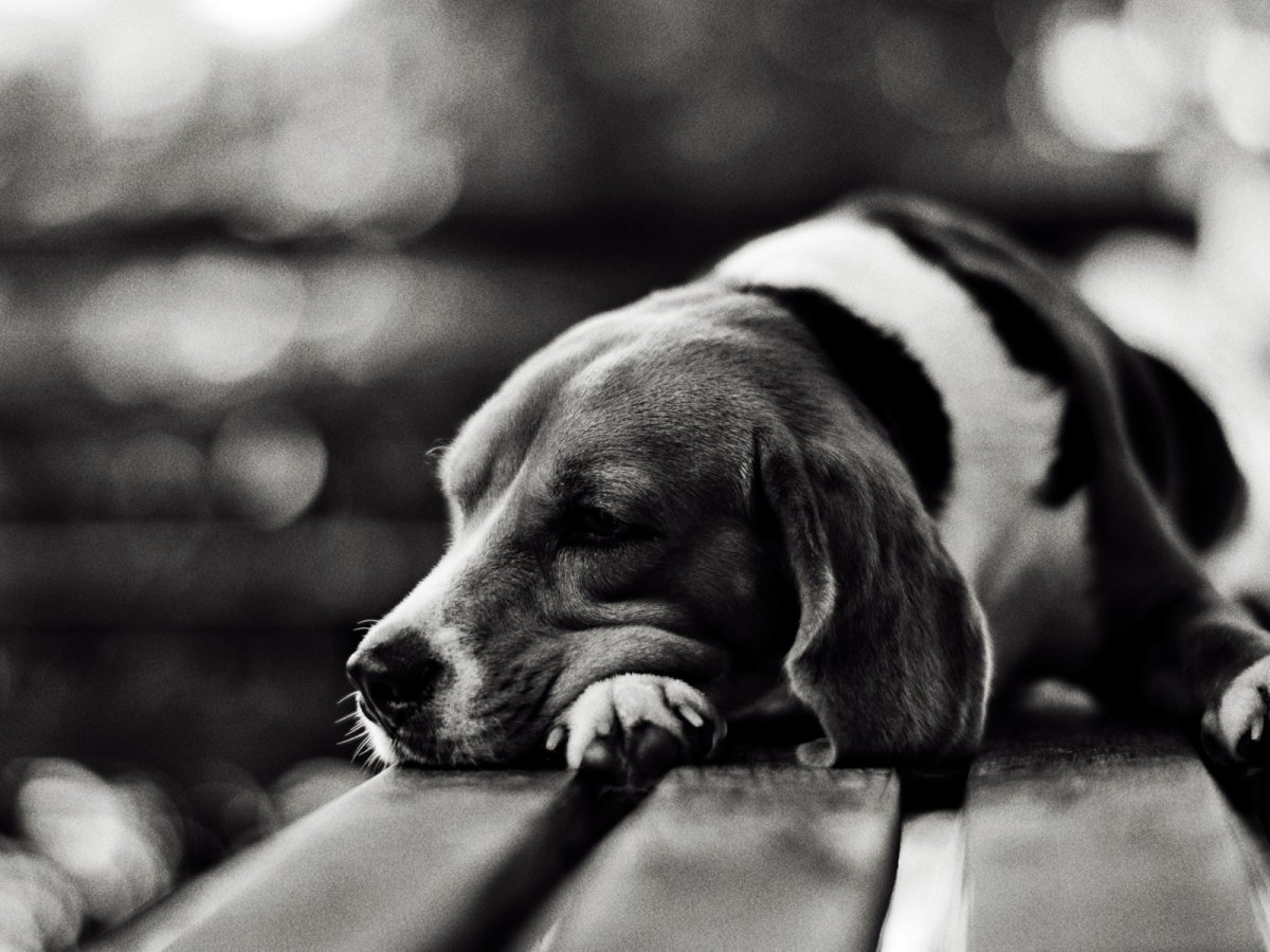 Грустные обои