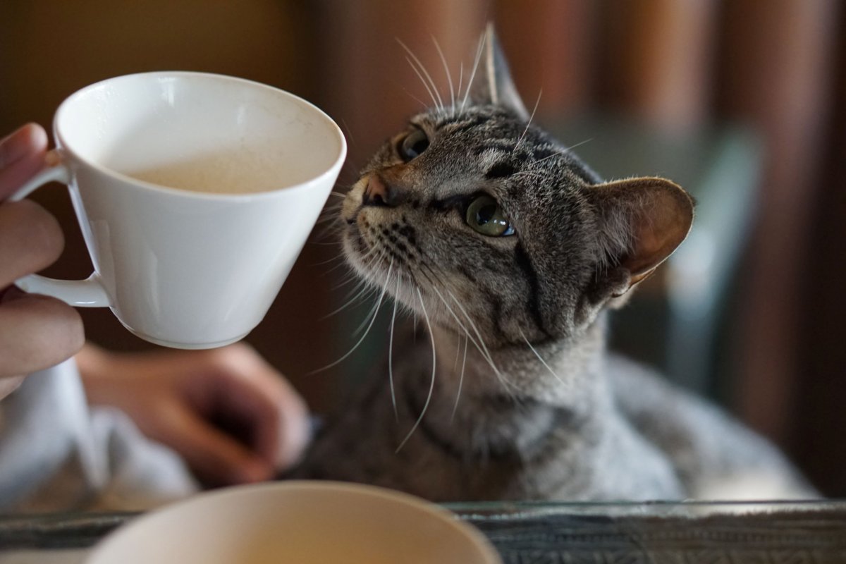 Кошка с кофе