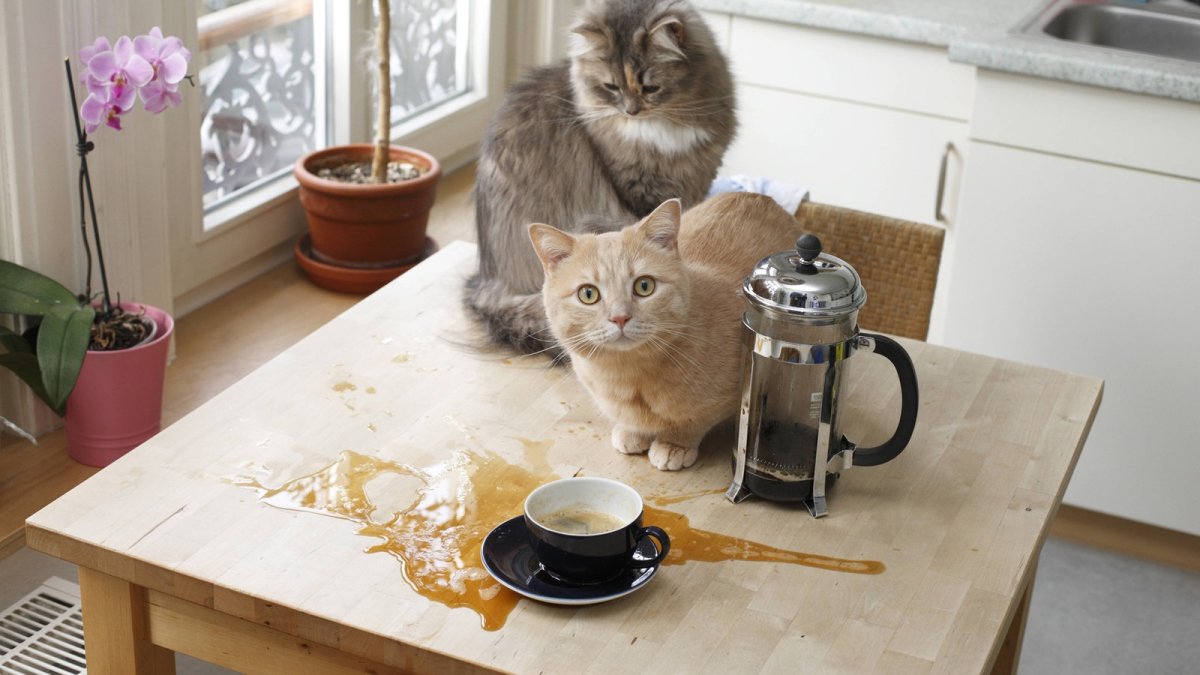 Коты и кофе