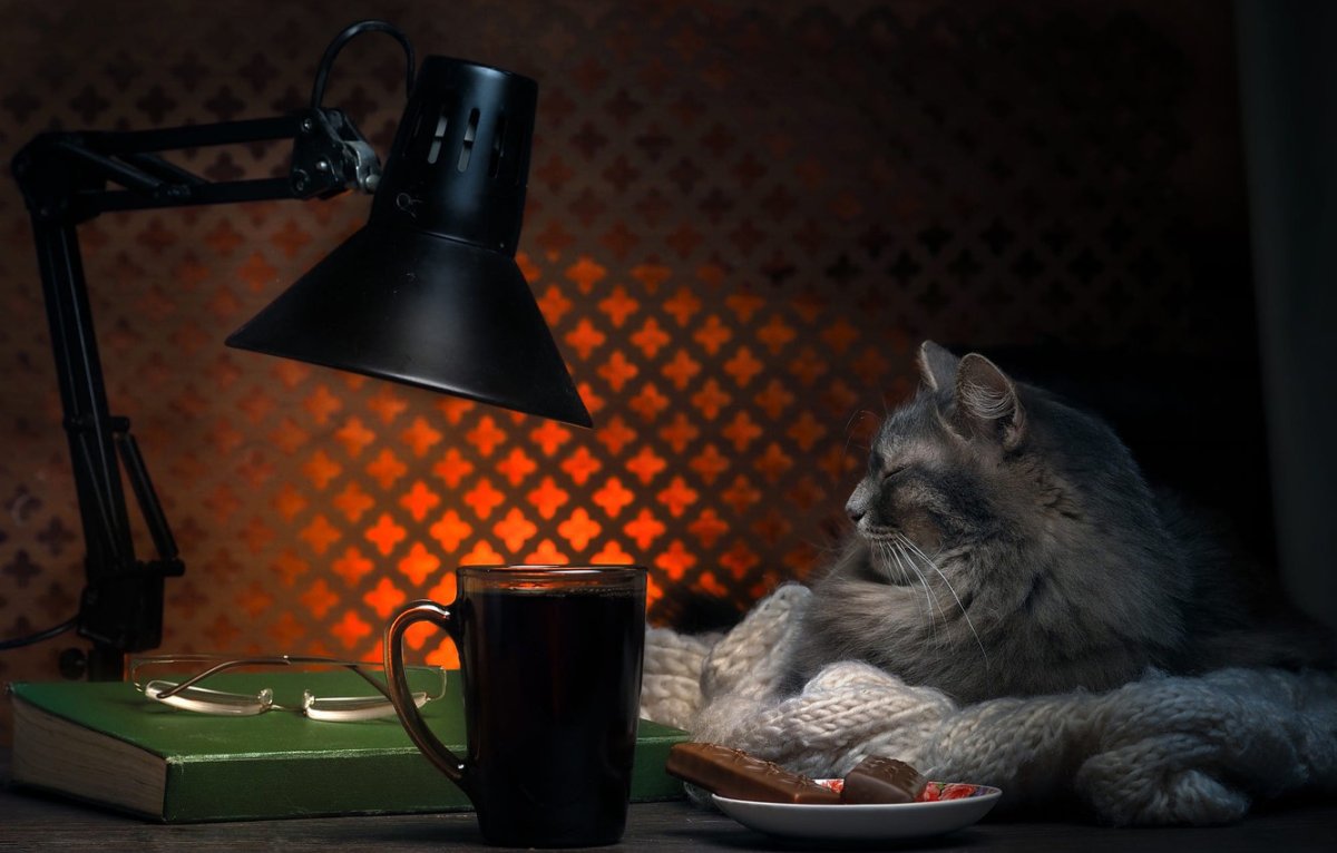 Кот вечером