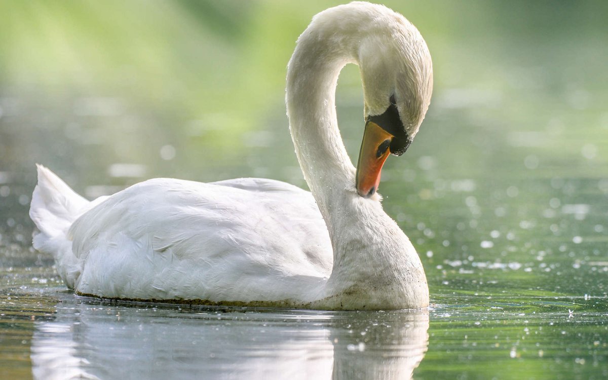 Лебедь самка