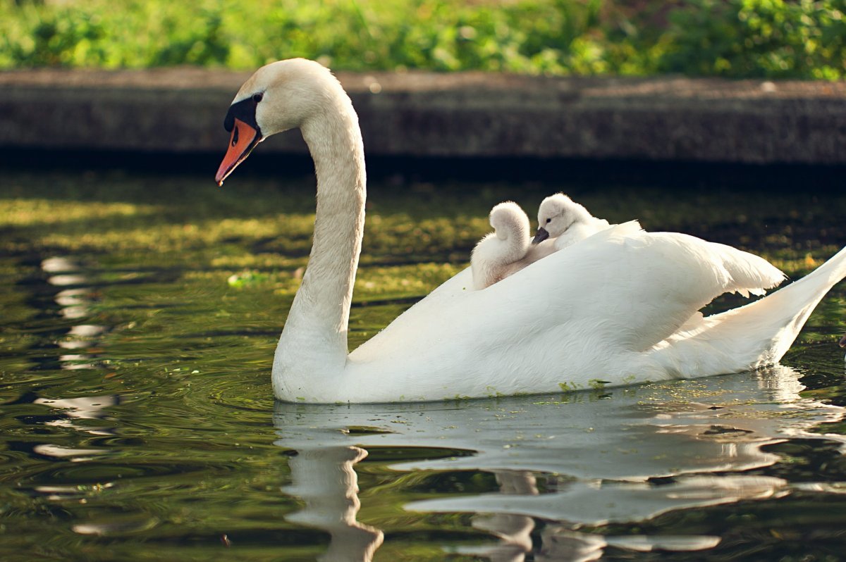 С днём свадьбы поздравления