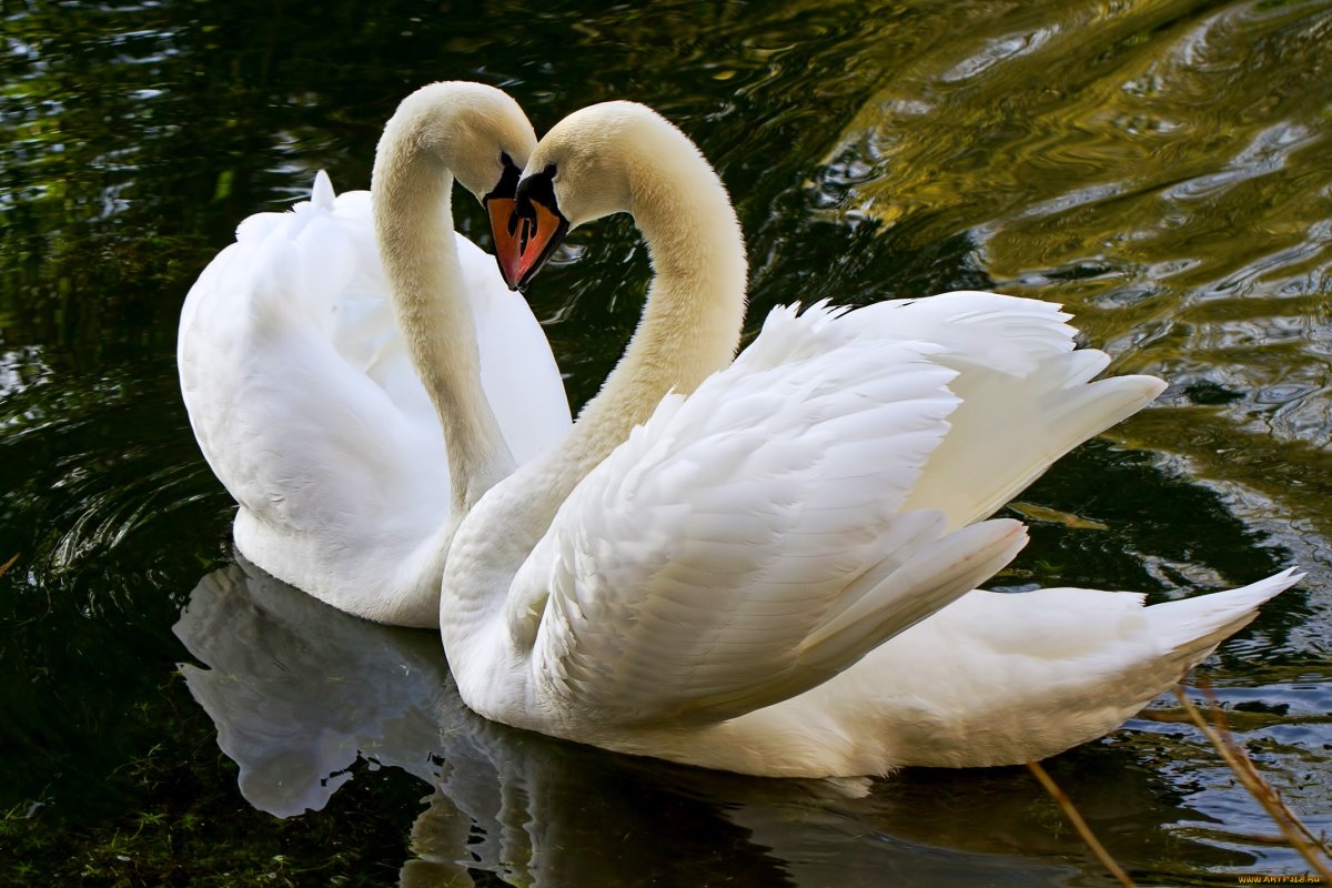 Лебеди сердце