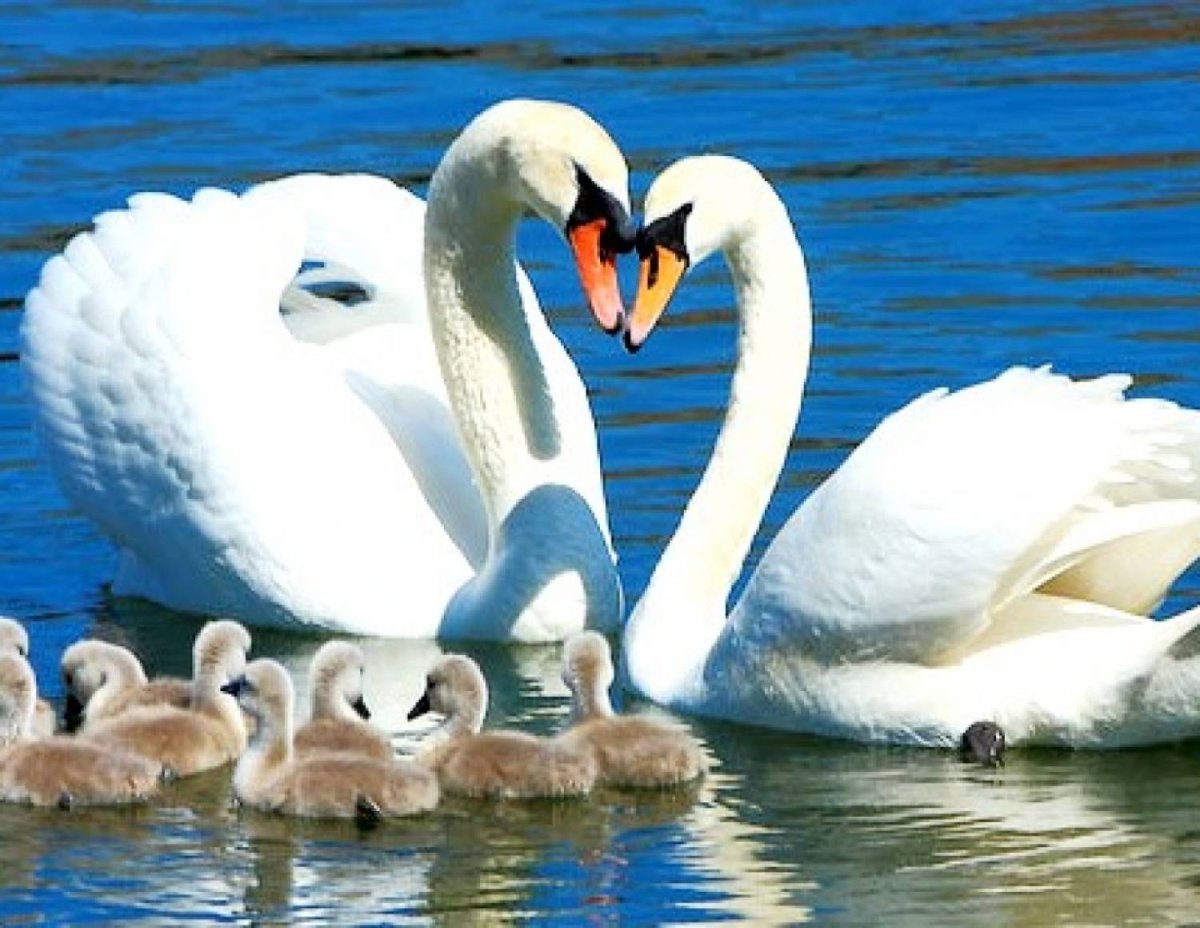 Лебедь шипун с птенцами