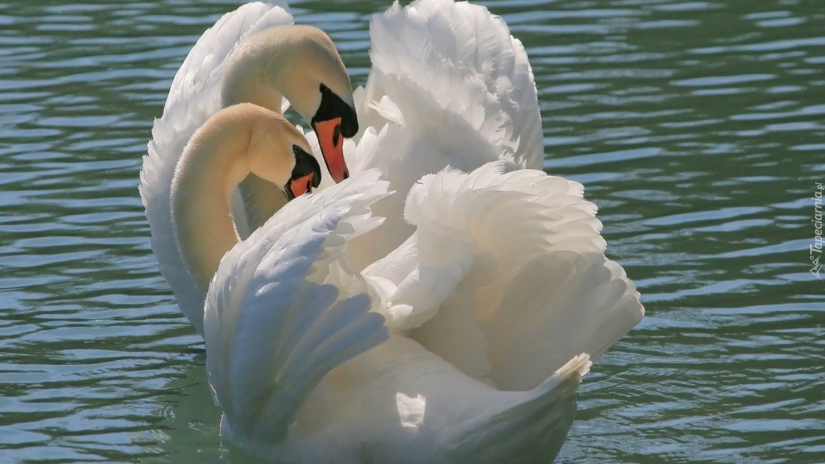 Белый лебедь