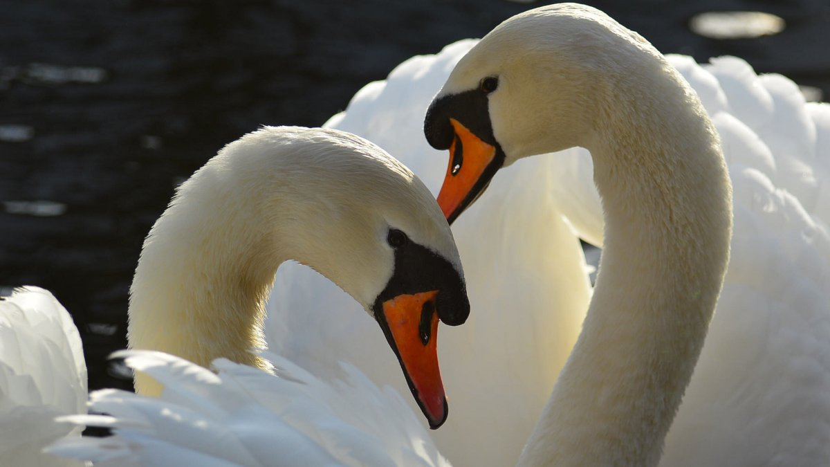 Лебедь с лебедушкой и лебедятами