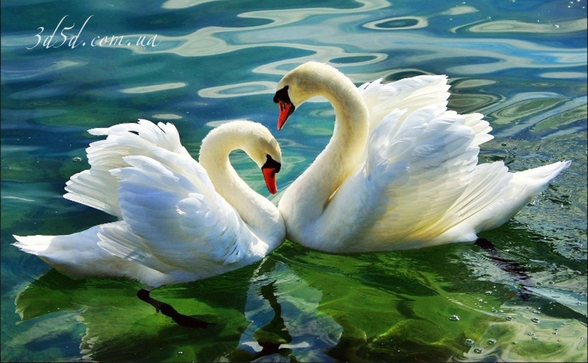 Алмазная вышивка Лебединое озеро