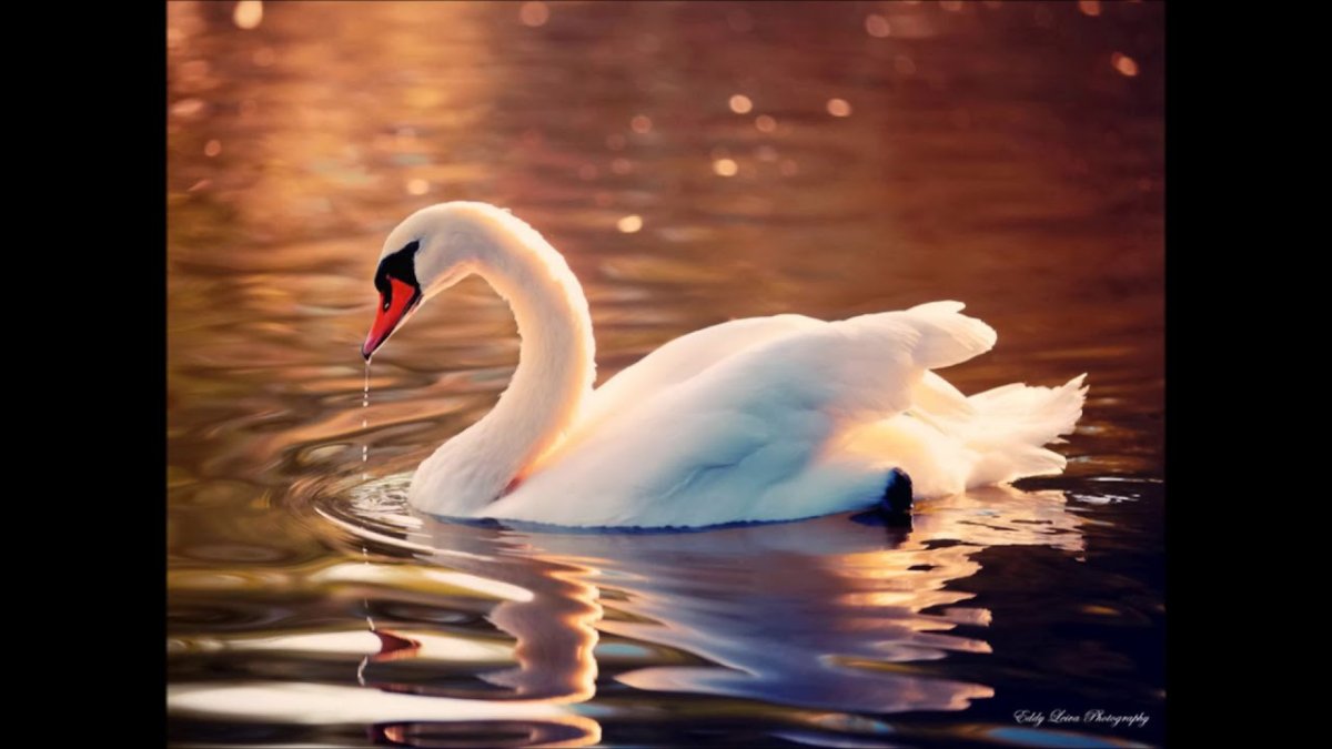 Прекрасные лебеди