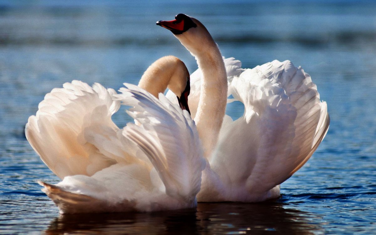 Лебедь шипун с птенцами