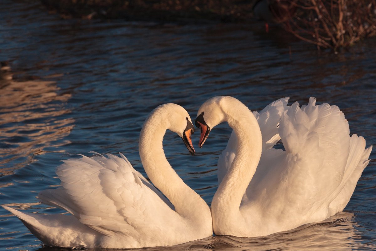 Озеро Лугано лебеди