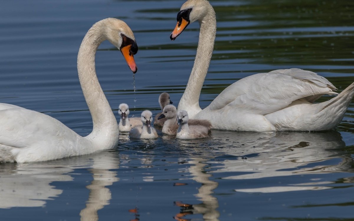 Лебедь шипун пара