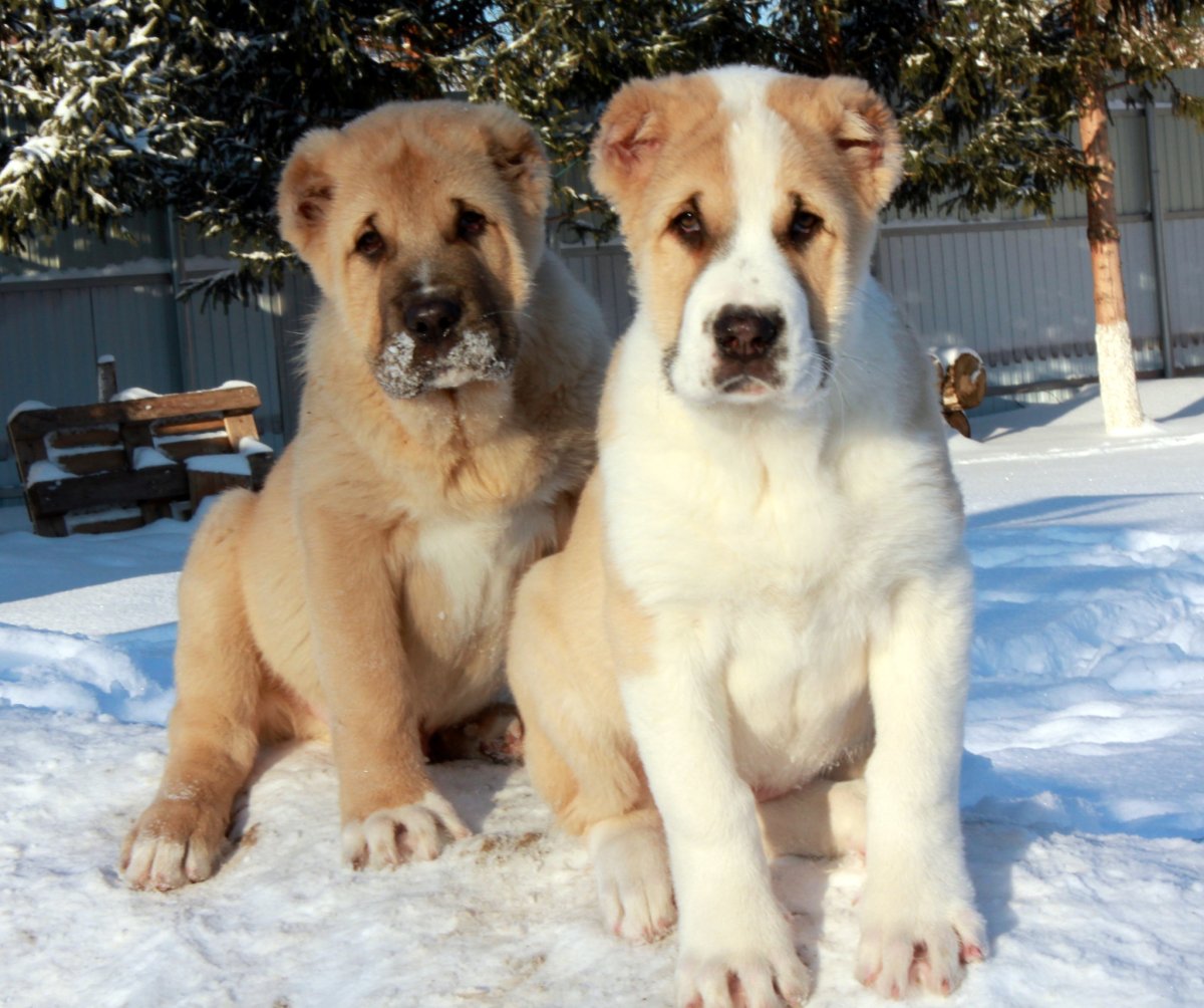 САО овчарка алабай