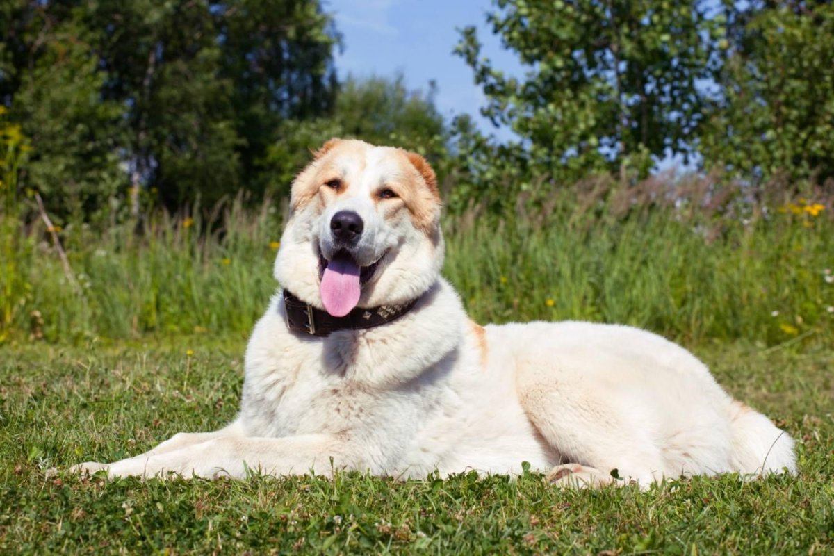 Среднеазиатский алабай