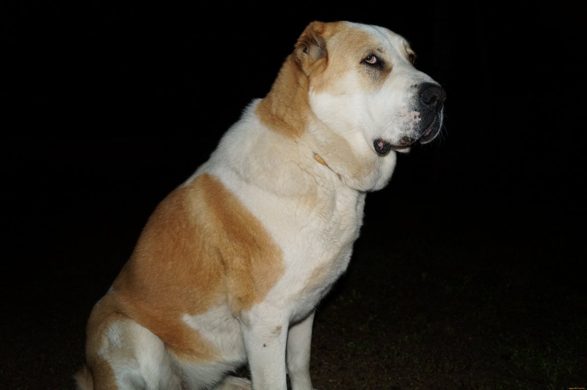 Среднеазиатская овчарка