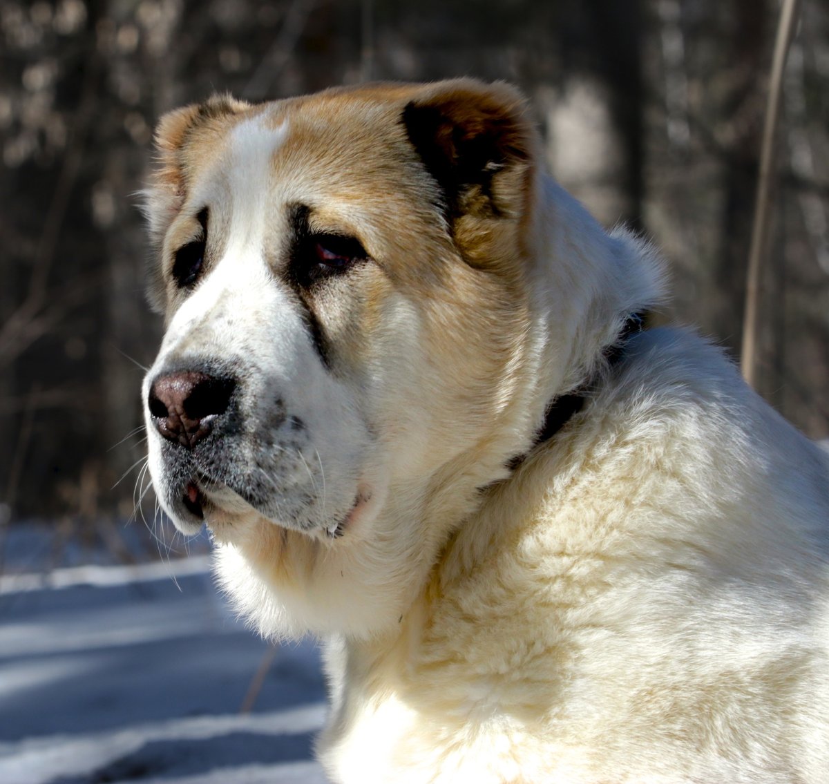 САО овчарка алабай