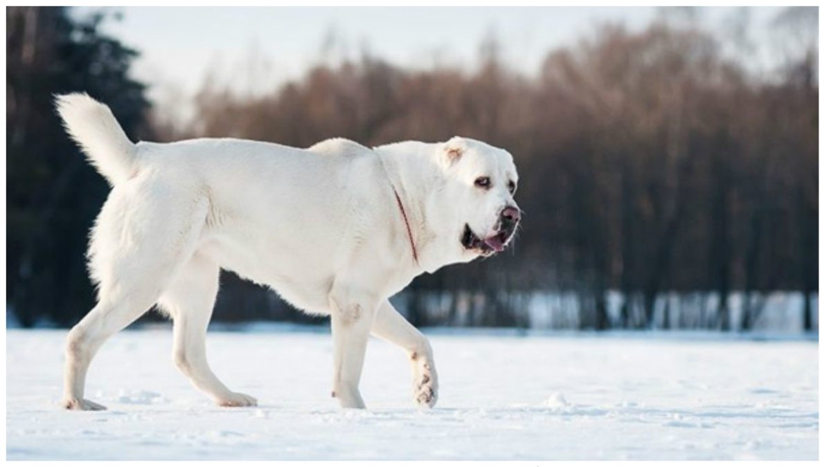 Среднеазиатская овчарка волкодав