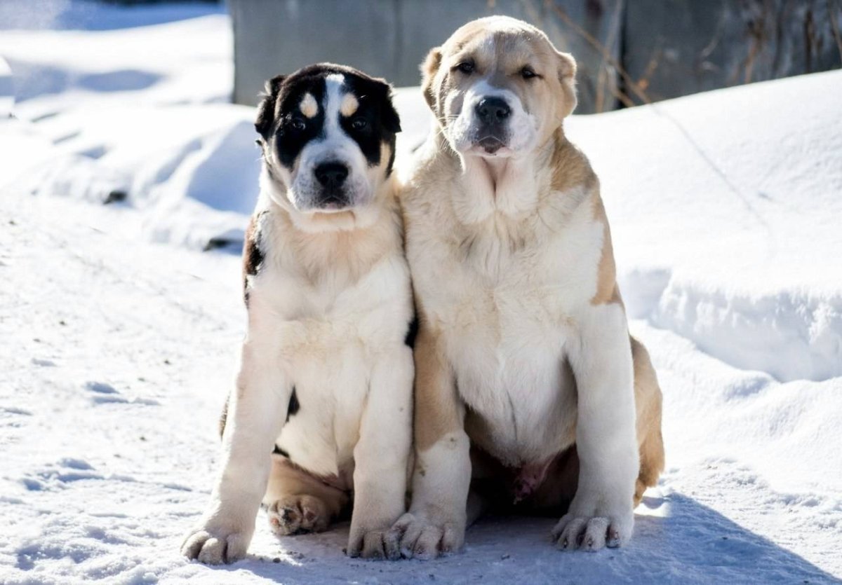 Среднеазиатский алабай