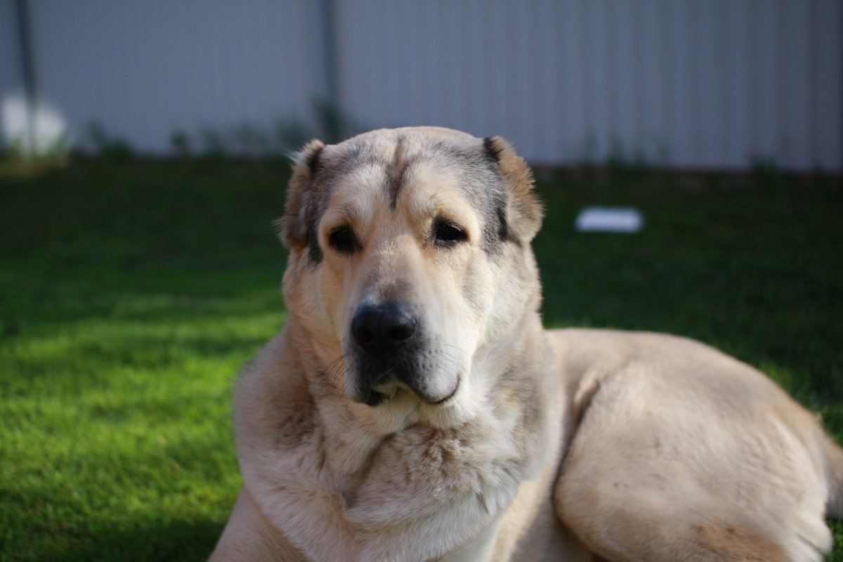 Туркменский алабай