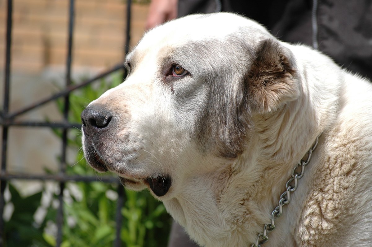 Среднеазиатская овчарк