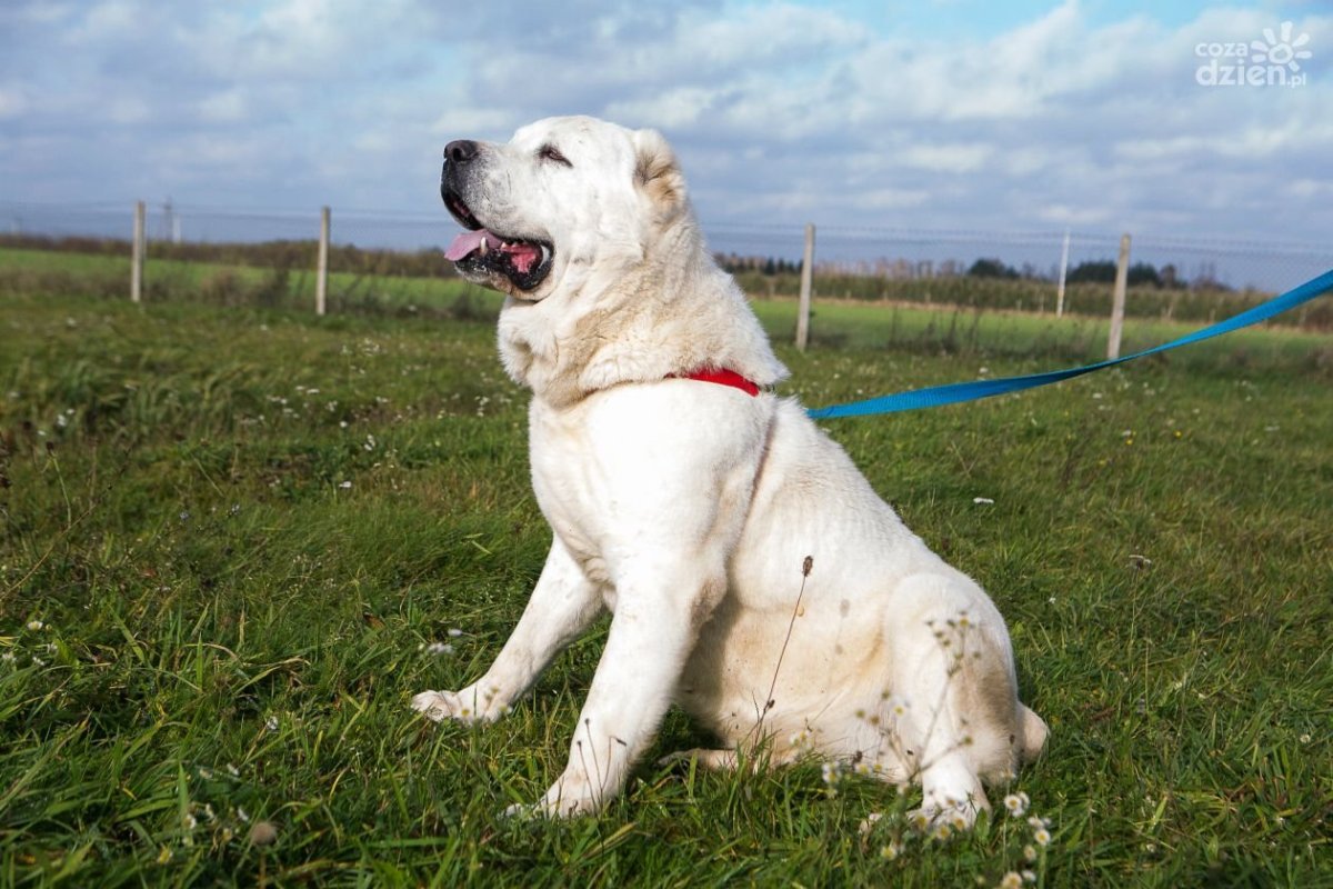 Белый туркменский алабай