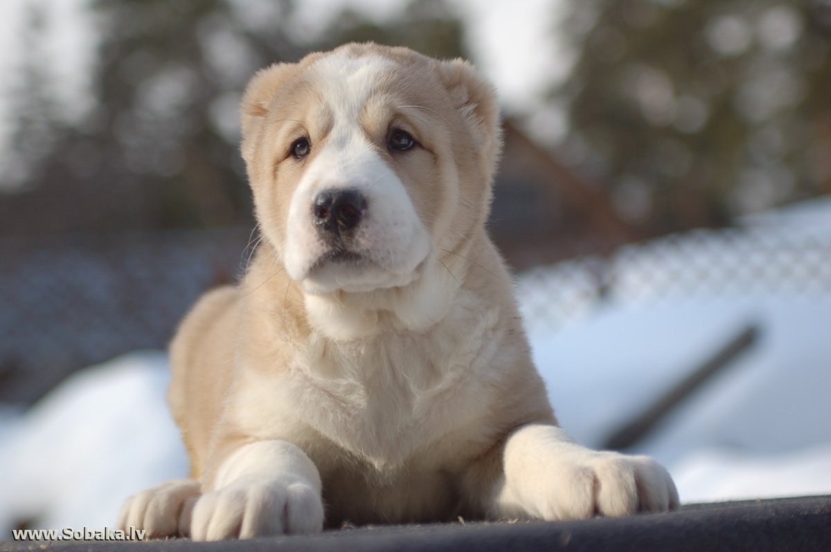 Среднеазиатская овчарка алабай
