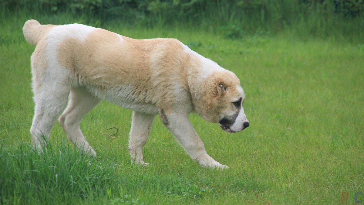 Туркменский алабай