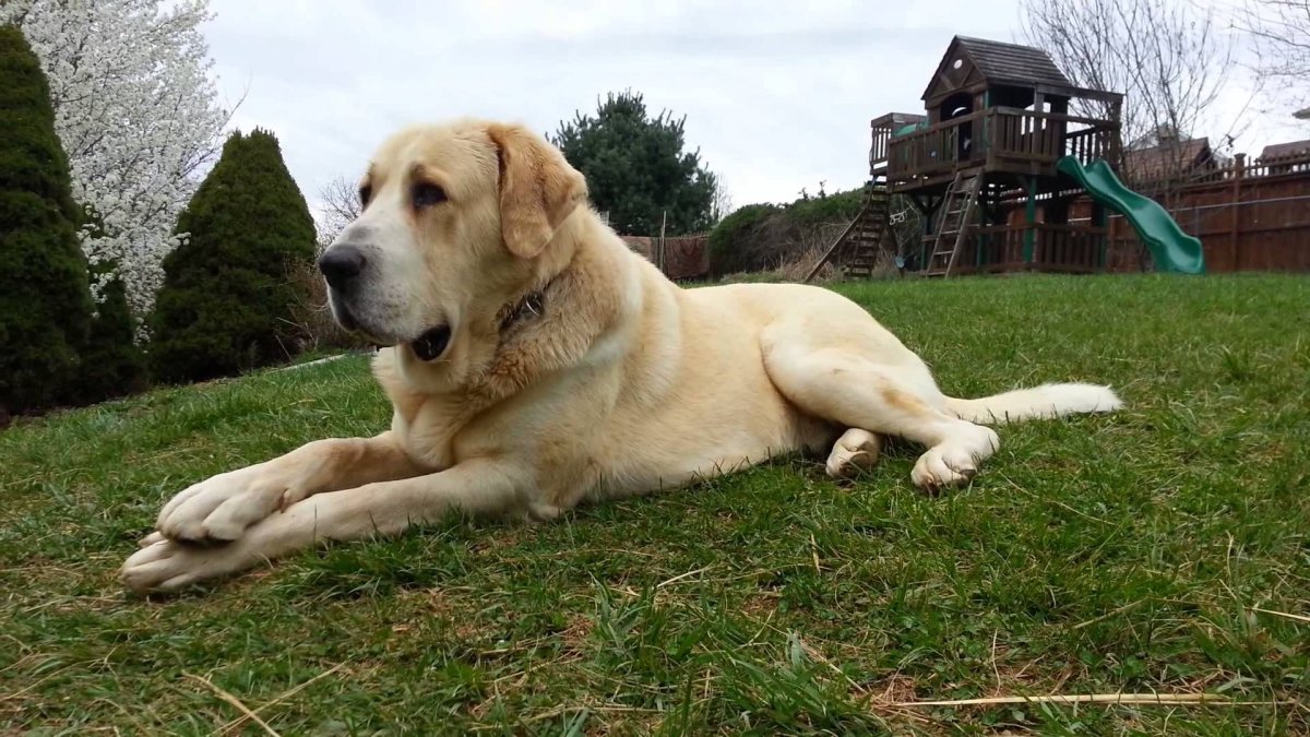 Алабай собака