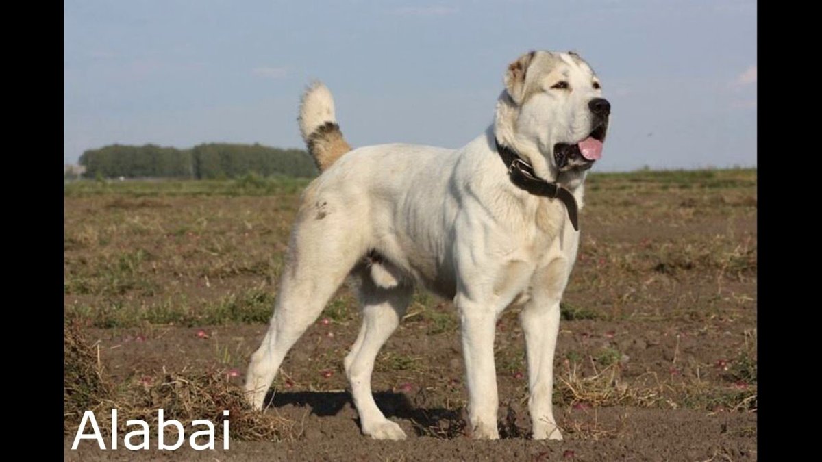 Тобет казахский волкодав