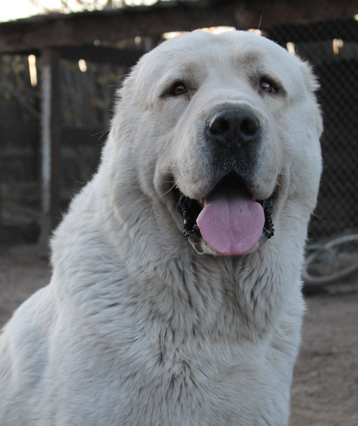 Азиатская овчарка алабай