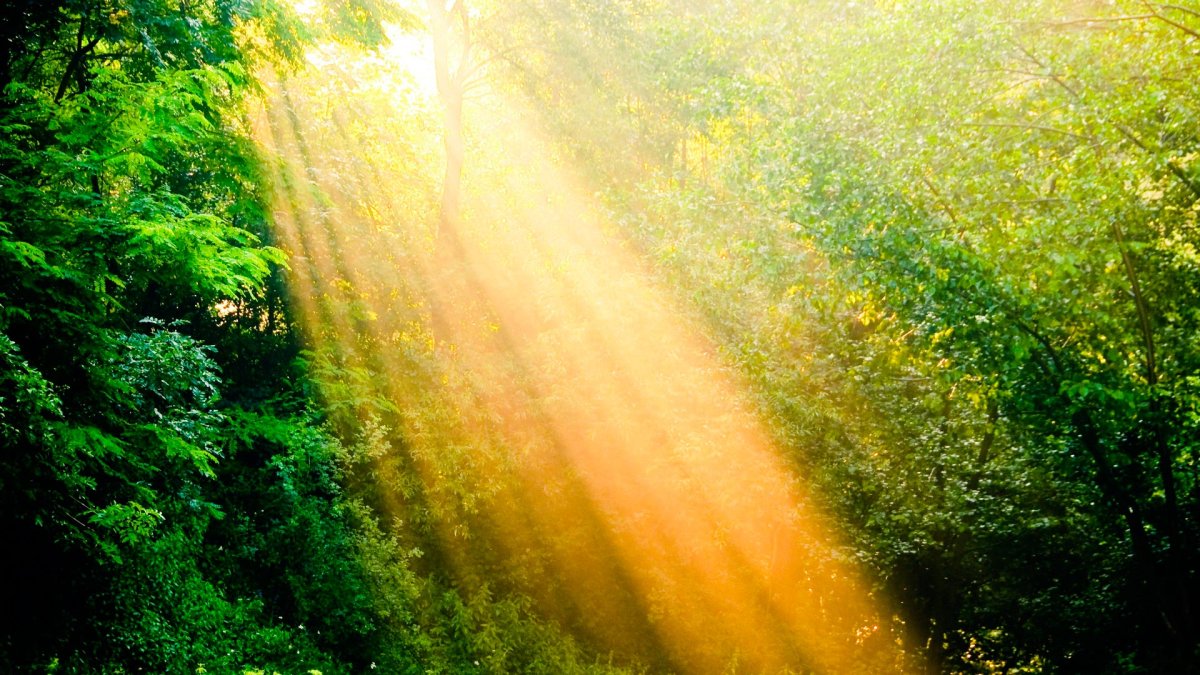 Свет в природе