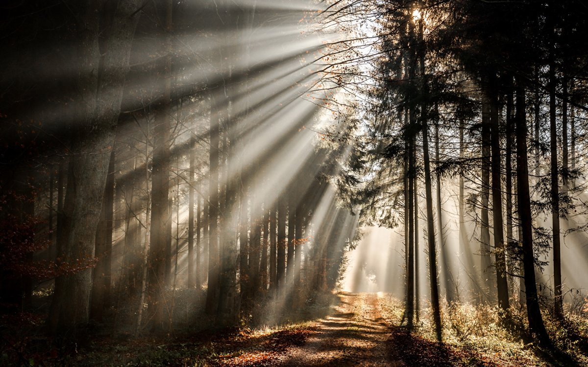 Свет сквозь деревья