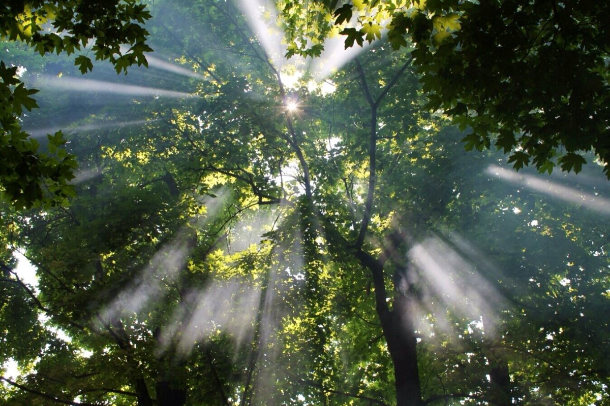 Солнечные лучи сквозь листву