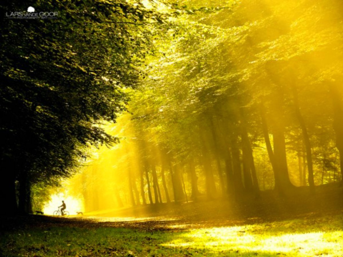 Солнечный свет