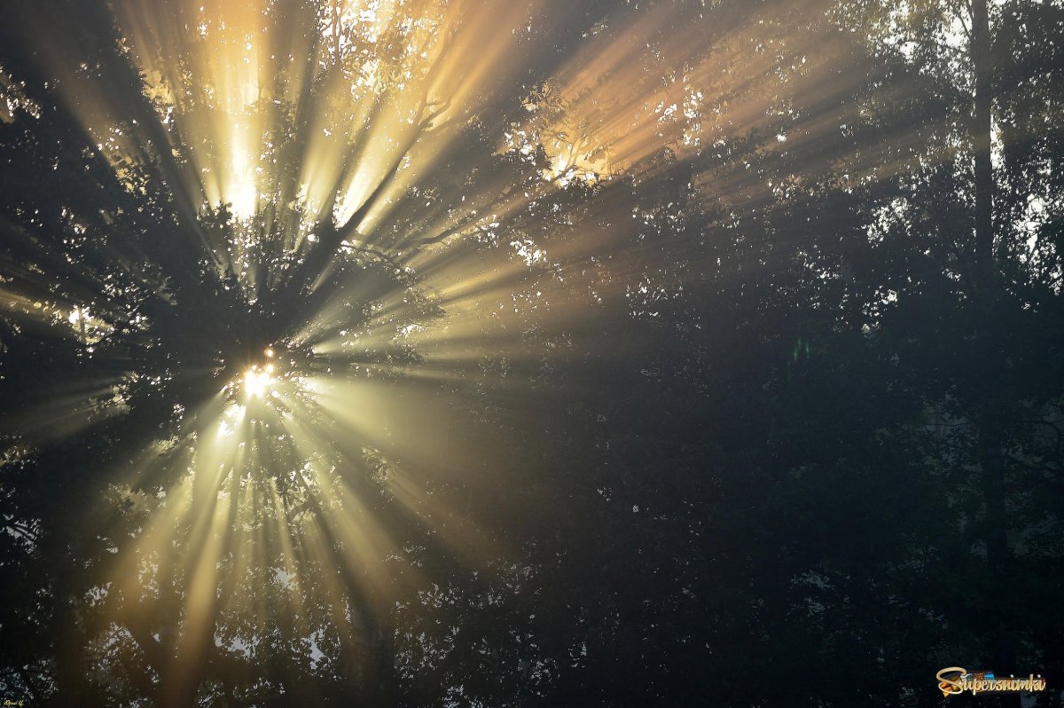 В Луче света