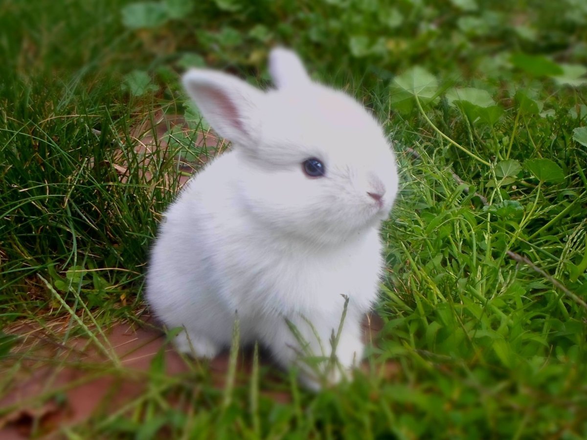 Японский карликовый кролик