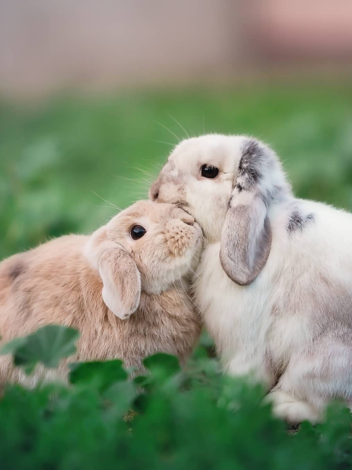 Два кролика