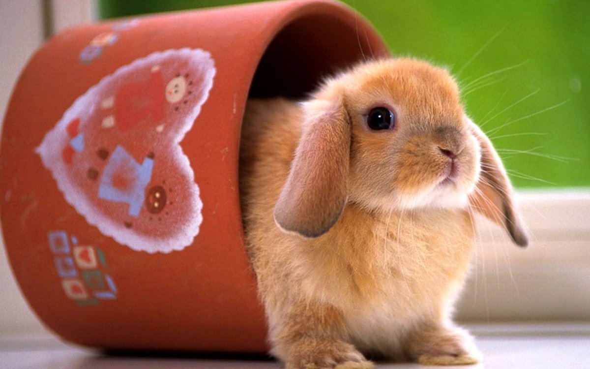 Няшные кролики