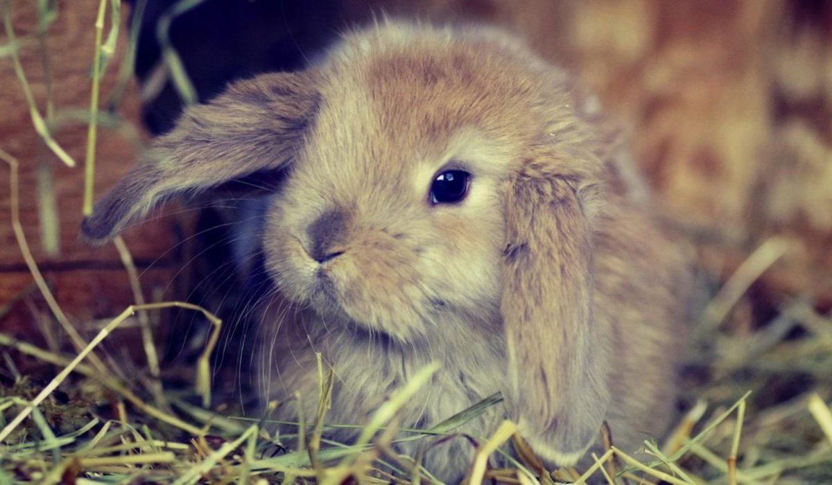 Милые кролики