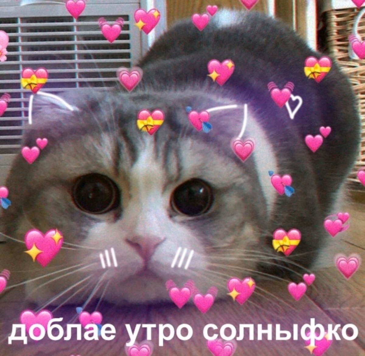 Милый котик с надписью