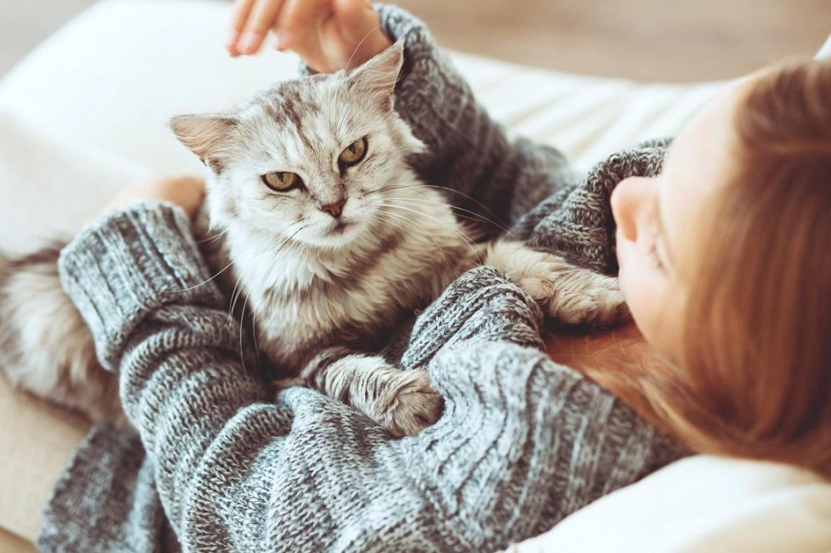 Уютные кошки