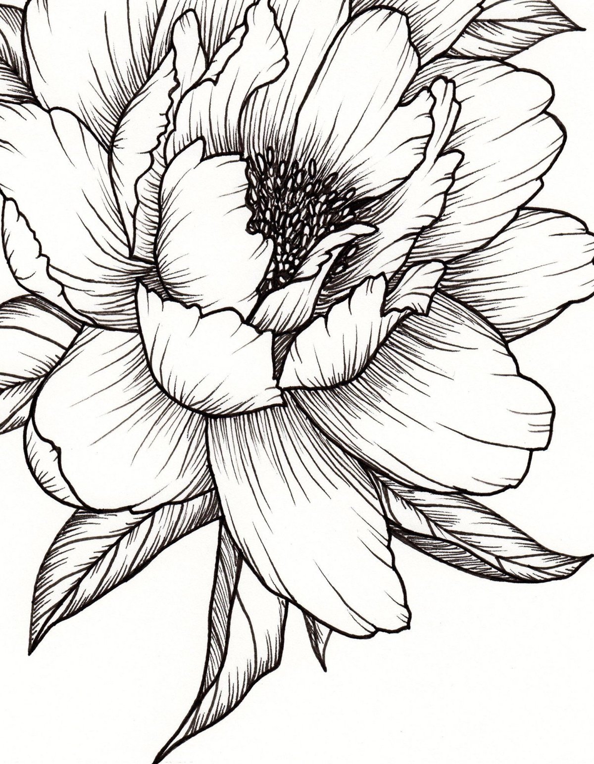 Цветы Графика