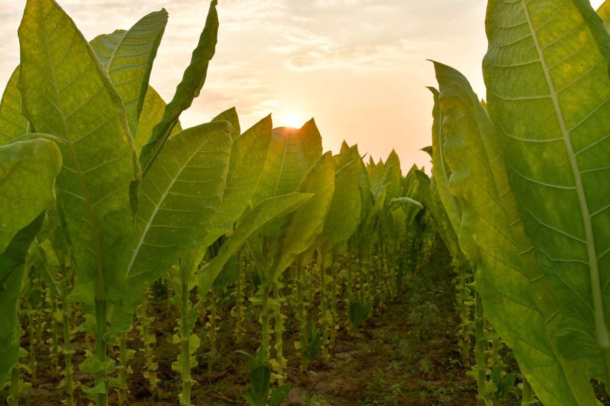 Табак метельчатый