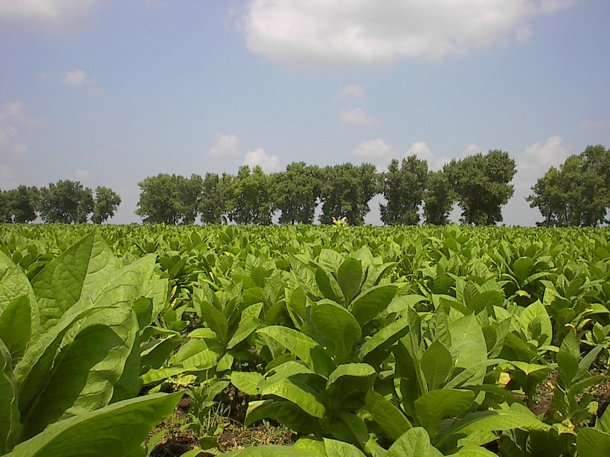 Табак курительный самосад