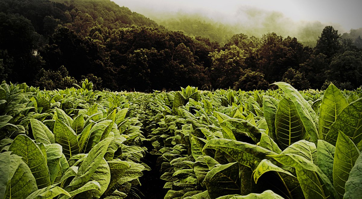 Табак широколистный