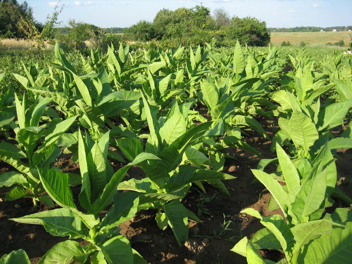 Табак Bali Shag Halfzware